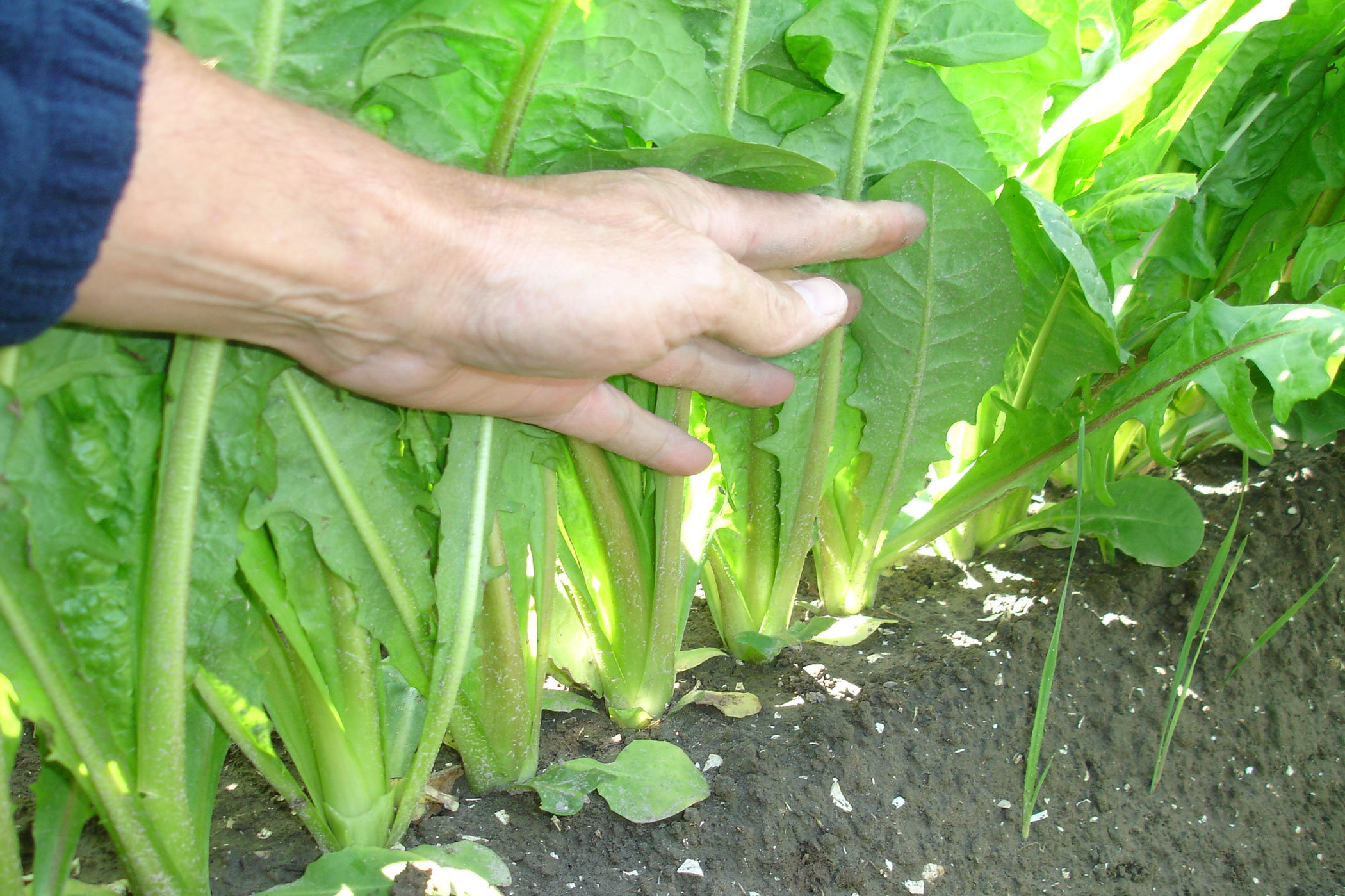 growing witloof chicory