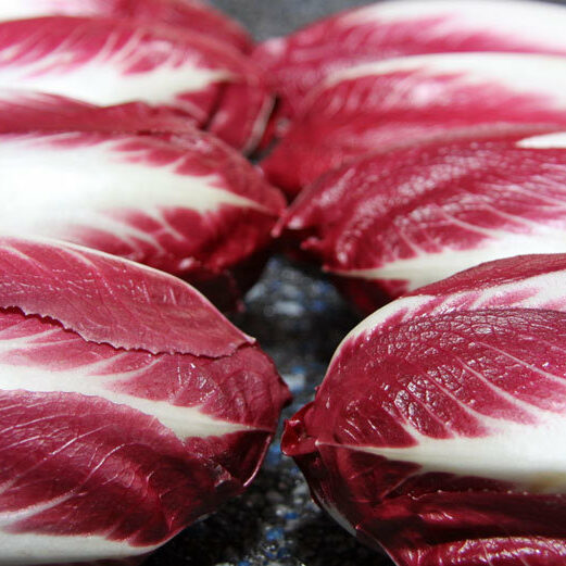 Red Chicory CERALIE