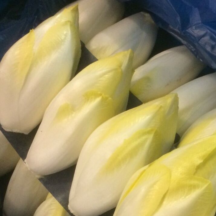 witloof chicory DARLING